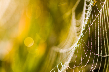 Spider's web on morning rays with water drops.