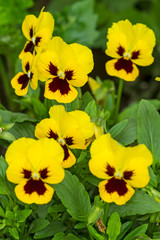 Yellow flower pansies