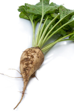 White (sugar) beet
