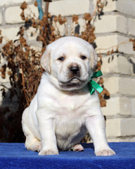 the little labrador puppy on a blue background