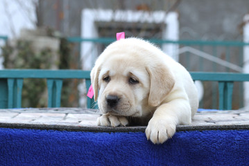 the cute little labrador puppy on a blue background