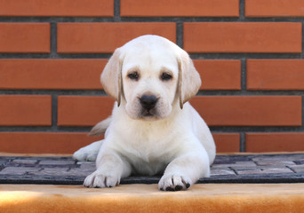 little labrador puppy on a brown background