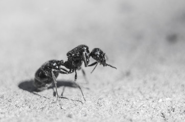 Big black ant