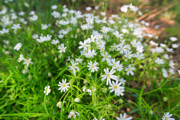 Baby's breath in nature