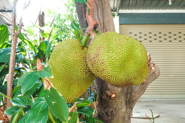 Jack fruit tree