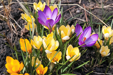 First spring flowers