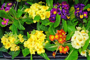 Obraz na płótnie Canvas Various primrose flowers in the store