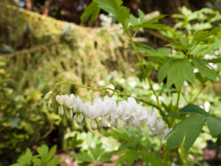 Incredible White and Hanging Bleeding Hearts in the Garden. Lamprocapnos spectabilis 'Alba'. Close by.