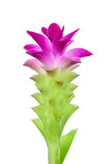 Curcuma zanthorrhiza flower isolate on white background