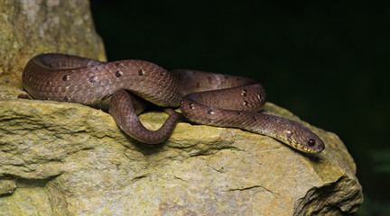 Naklejka premium Beautiful brown snake on rocks, Pareas