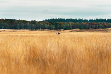 Couple walking through field with autumn forest on horizon.