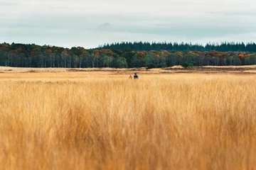 Gardinen Couple walking through field with autumn forest on horizon. © ysbrandcosijn