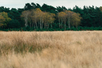 Group of yellow colored autumn birch trees at edge of field with yellow grass.