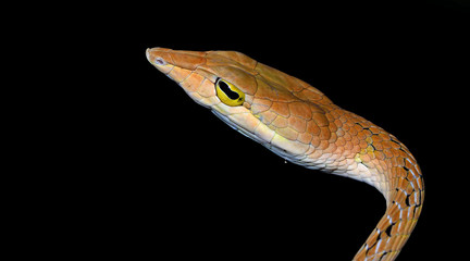 Beautiful brown snake, Oriental Whip Snake