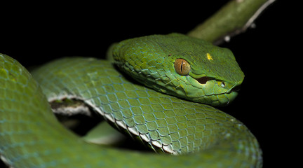 Beautiful green snake, Vogel's Green Pitviper, Trimeresurus [Viridovipera] vogeli