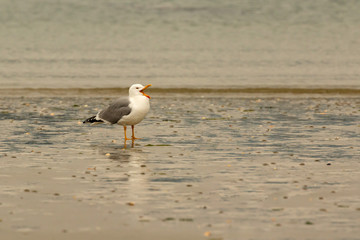 Seagull perched by the sea