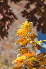 Maple leaf on the tree.