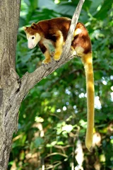 Fototapete Känguru Baumkänguru sitzt auf einem Ast, Papua-Neuguinea