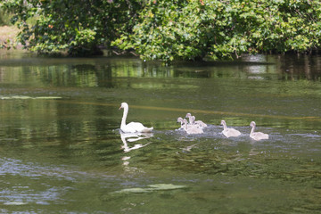 Naklejka na ściany i meble Mallard Hen & ducklings swimming together on lake