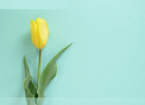 Yellow tulip on a light turquoise background