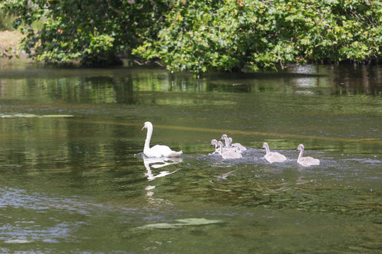 Mallard Hen & ducklings swimming together on lake