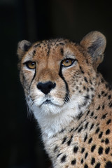 Close up portrait of cheetah over black