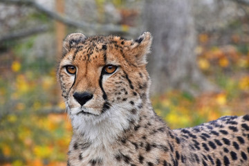 Close up portrait of cheetah