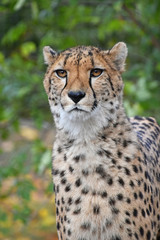 Naklejka na ściany i meble Close up portrait of cheetah