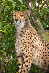 Close up portrait of cheetah