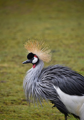 Close up pf black crowned crane over green