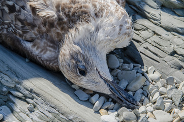 Dead seagull on dirty gravel shore