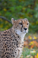 Close up portrait of cheetah