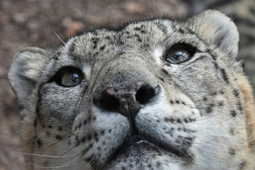 Extreme close up portrait of snow leopard