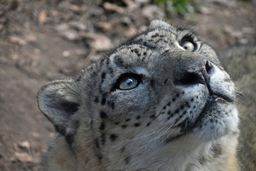 Close up portrait of snow leopard