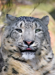 Naklejka na ściany i meble Close up portrait of snow leopard