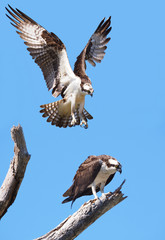 Male Osprey About to Land On It's Mate