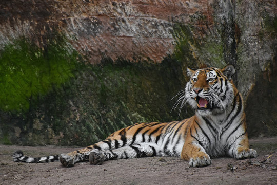 Siberian tiger roars on stone rock