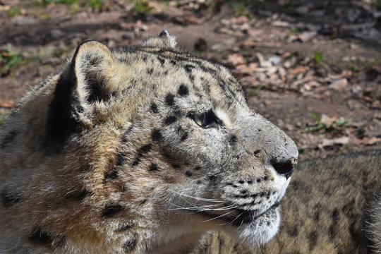 Close up side portrait of snow leopard