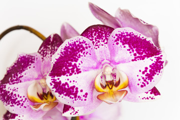 Obraz na płótnie Canvas Violet-white orchid on white background. Detail of flower.