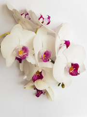 White orchid with pink centre on white background