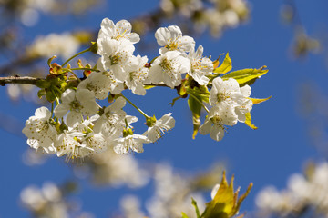 white apple tree flowers on blue background