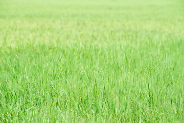 Green grass field texture for background