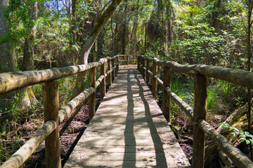 Fototapeta premium pineta della Lecciona, Viareggio, Parco Naturale Regionale Migliarino, San Rossore, Massaciuccoli