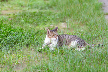 The brown cat lying on the grass.