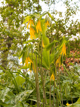 Some Stunning and Beautiful Yellow and Green Uvularia grandiflora Large Merrybells in Spring Light Bokeh