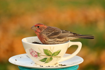 A male House Finch eats bird seed from a pretty teacup.