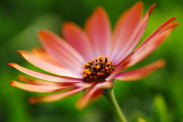 Red flower macro isolated on green background