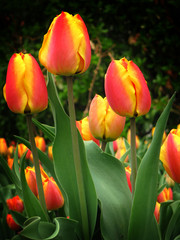 Spring Tulips in Garden Flowers
