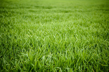 Natural green grass texture from a field, green grass background, leaves of young grain