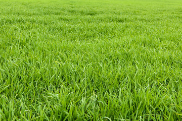 Natural green grass texture from a field, green grass background, leaves of young grain